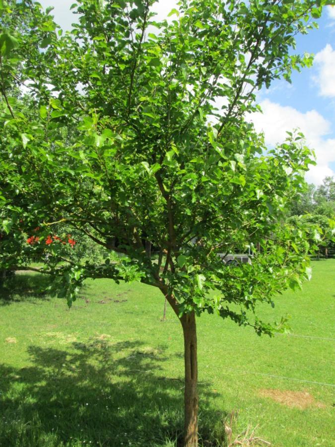 Florennes Gite Neuf 150 M2 Devant Un Grand Lac Prive De 2 Hectares Poissonneux Au Milieu Des Bois Villa Buitenkant foto