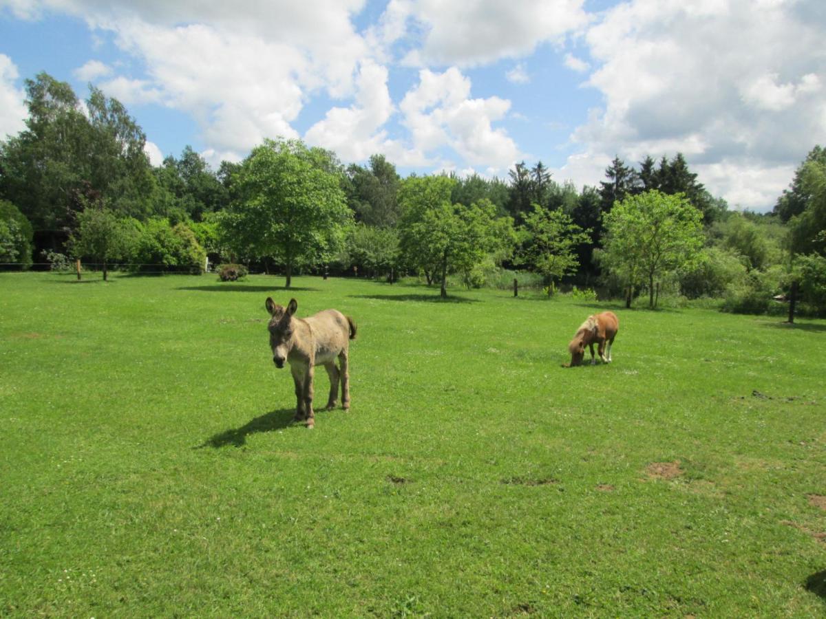 Florennes Gite Neuf 150 M2 Devant Un Grand Lac Prive De 2 Hectares Poissonneux Au Milieu Des Bois Villa Buitenkant foto