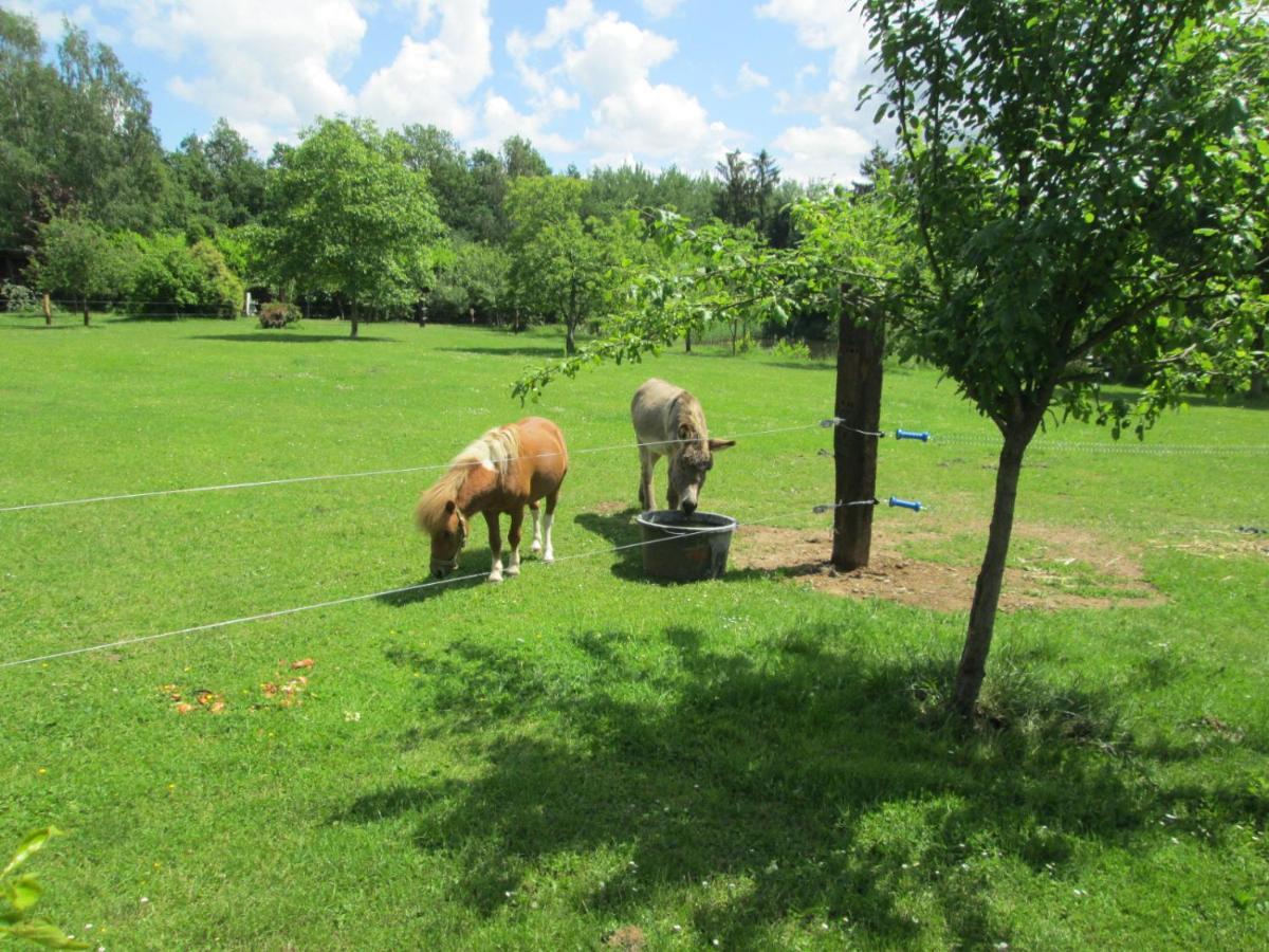 Florennes Gite Neuf 150 M2 Devant Un Grand Lac Prive De 2 Hectares Poissonneux Au Milieu Des Bois Villa Buitenkant foto