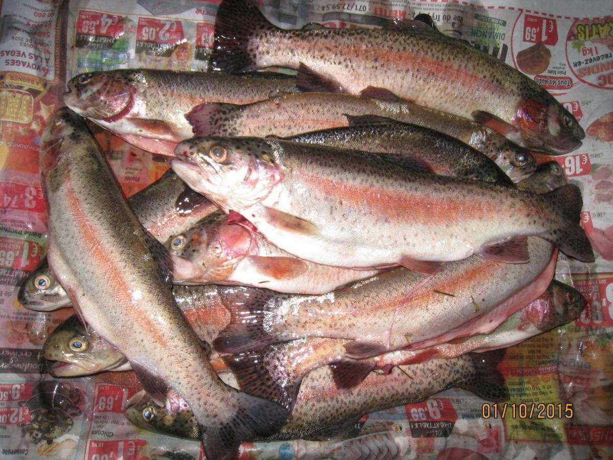 Florennes Gite Neuf 150 M2 Devant Un Grand Lac Prive De 2 Hectares Poissonneux Au Milieu Des Bois Villa Buitenkant foto